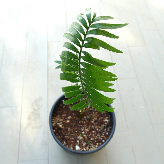 Jeune cycas Encephalartos woodii X natalensis avec des feuilles pennées vertes brillantes en pot