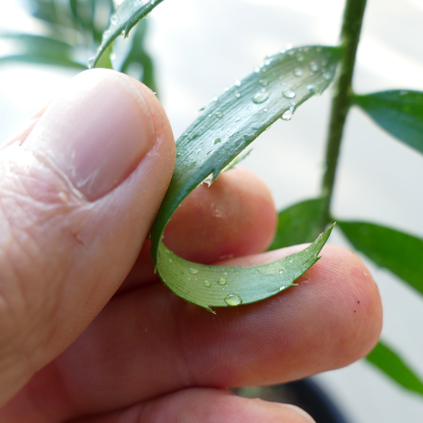 Encephalartos woodii X natalensis succulent leaf with small spines and water droplets close-up
