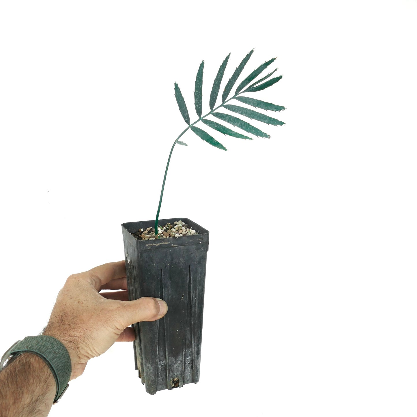 Enchephalartos msinganus young rare cycad seedling with slender green leaflets in black pot