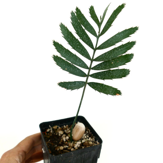 Enchephalartos msinganus young rare cycad with serrated dark green leaflets in pot