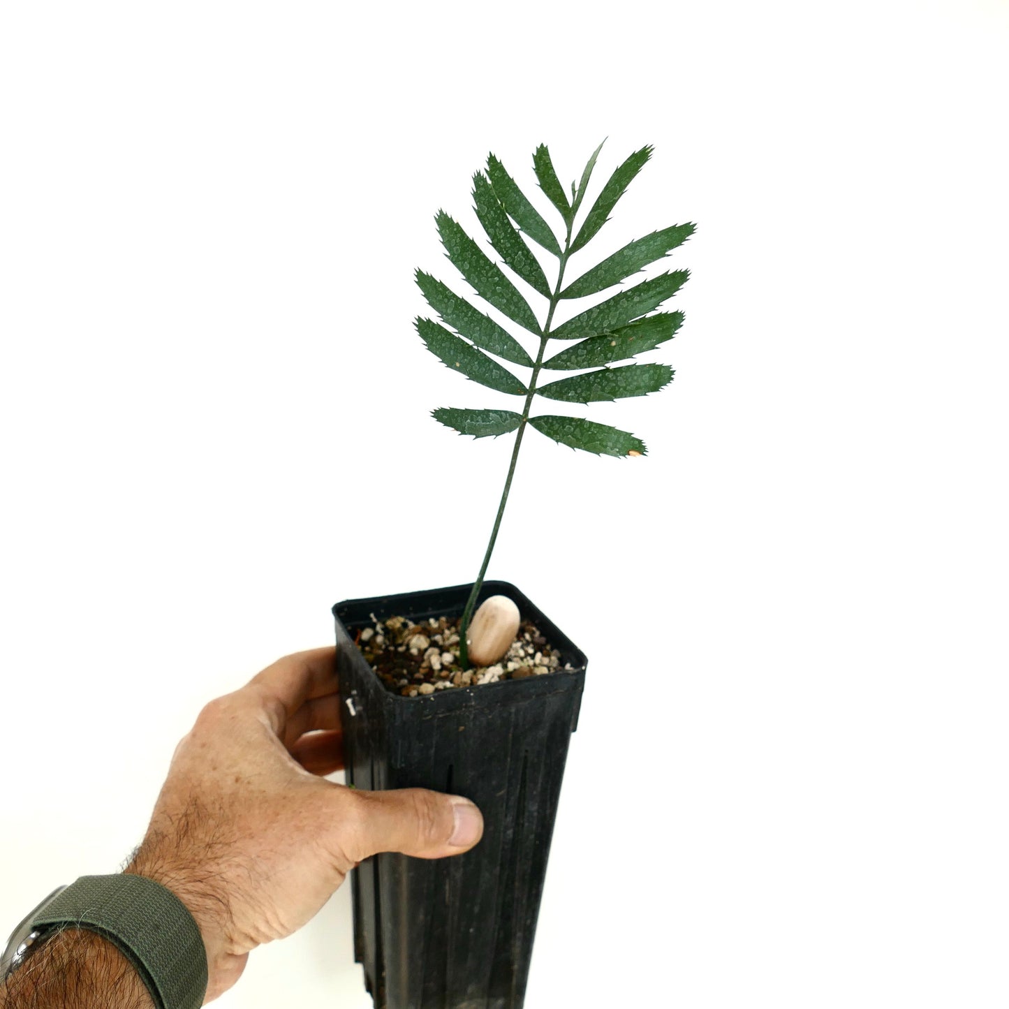 Enchephalartos msinganus junge seltene Cycade mit dunkelgrünem, segmentiertem Blatt in schwarzem Topf