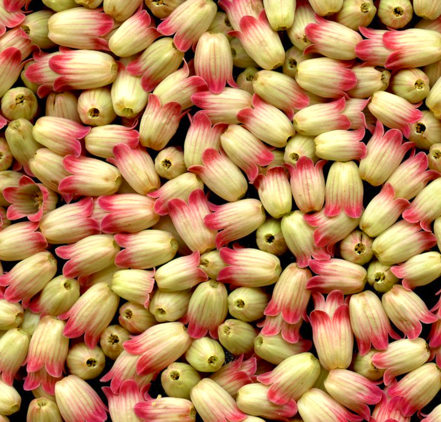 Enkianthus campanulatus bell-shaped cream and pink tipped flowers close-up