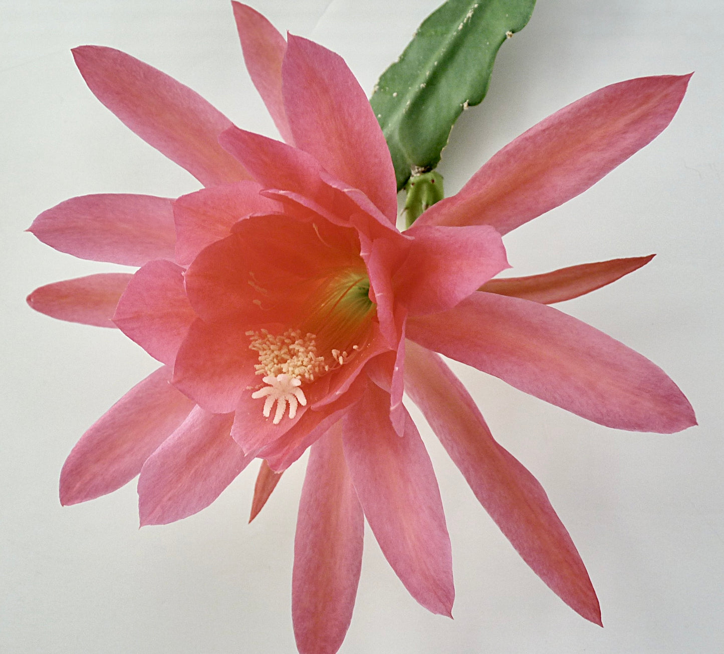 Epiphyllum oxypetalum cv ATLANTIC SALMON grande fiore di cactus rosa salmone con segmento di stelo verde