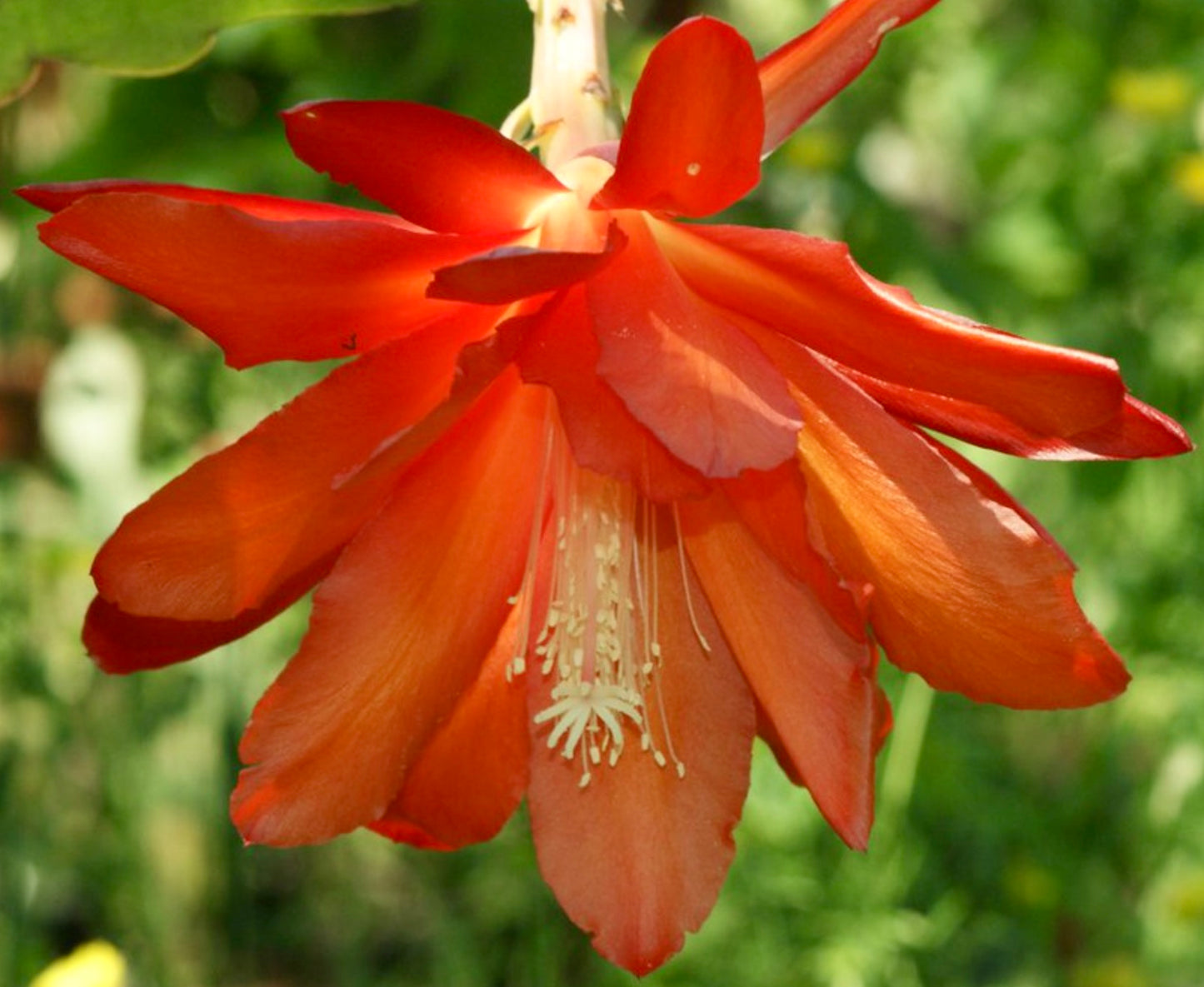 Epiphyllum oxypetalum cv KING ORANGE fioritura di grandi fiori tropicali di cactus arancione vivace