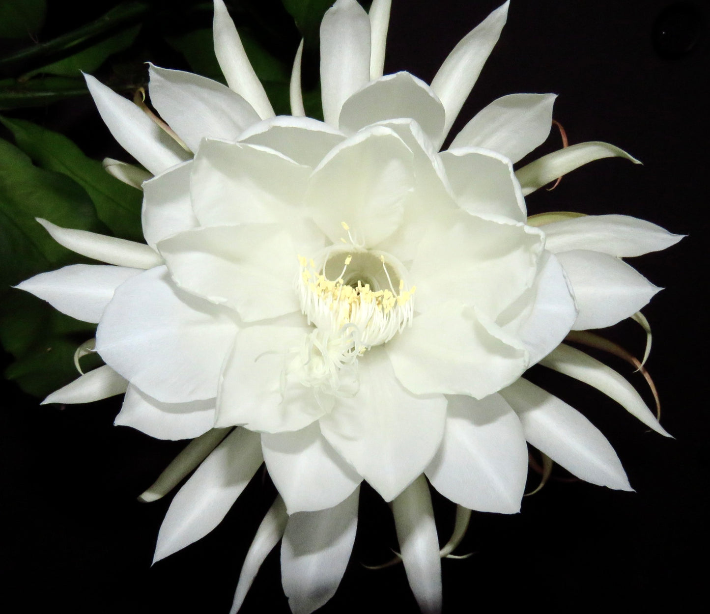 Epiphyllum oxypetalum cv MARYLIN grande fiore bianco profumato che sboccia di notte