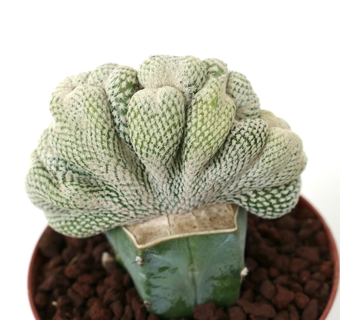 Epithelantha bokei CRESTED MONSTRUOSUS