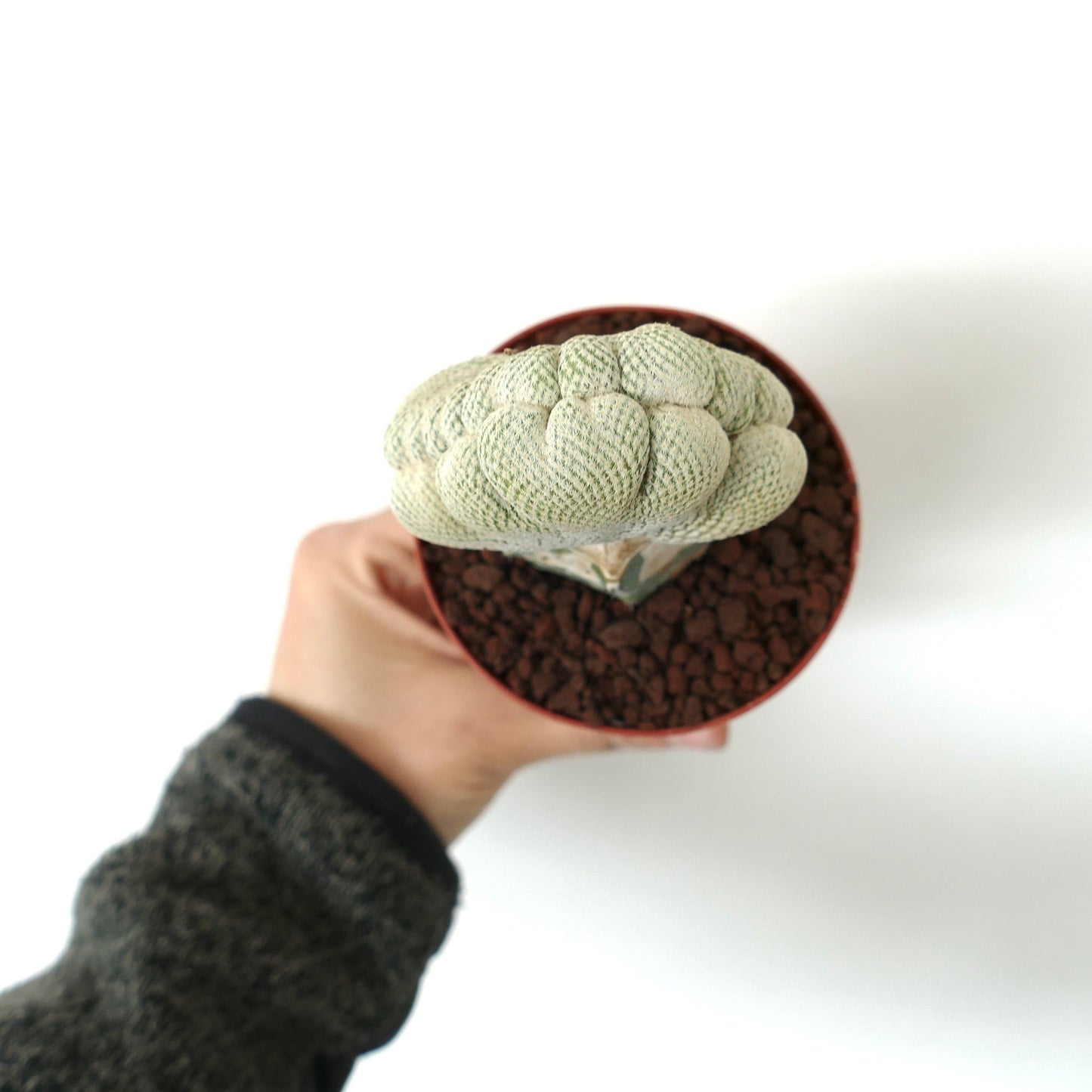 Epithelantha bokei FUN CRESTED