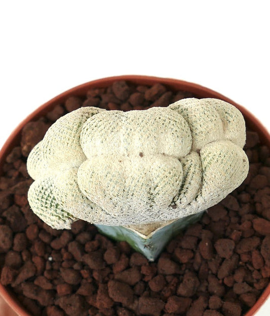 Epithelantha bokei raro cactus suculento crestado blanco con textura, espécimen en maceta