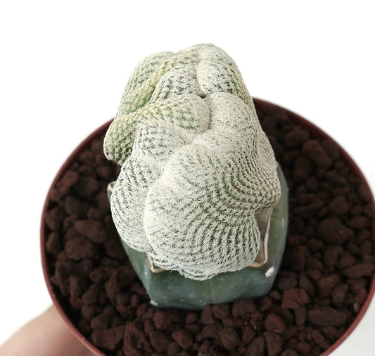 Epithelantha bokei suculenta rara con espinas blancas densas y crecimiento crestado en maceta