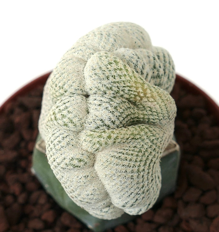 Epithelantha bokei cactus raro crestado con espinas blancas densas y un patrón de crecimiento único