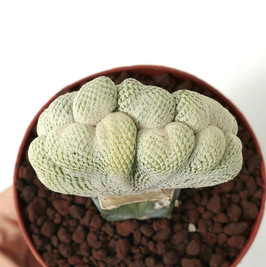 إبيثيلانثا بوكي نبتة صبار نادرة متوجة بأشواك بيضاء كثيفة في وعاء صغير