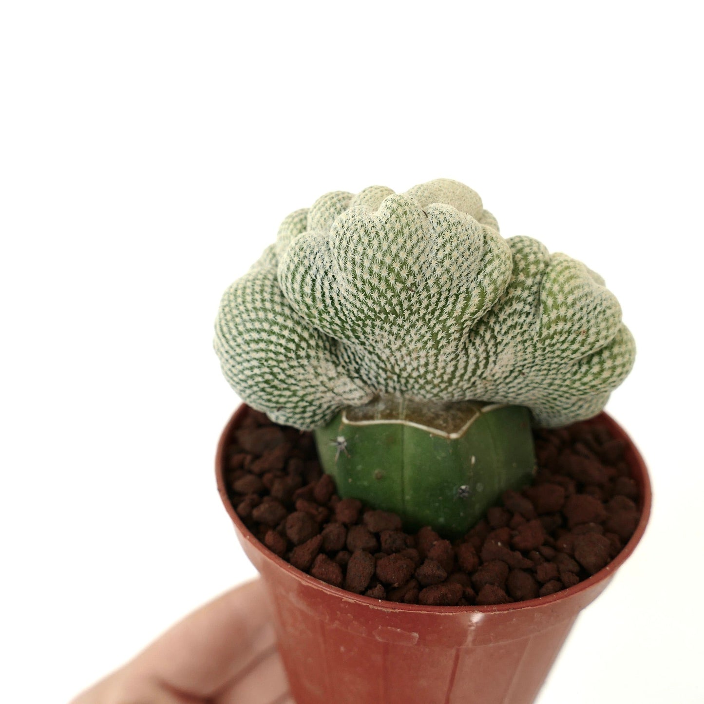 Epithelantha bokei SELECTED CRISTATE CRESTED