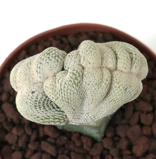 إبيثالانثا بوكاي متوجة نادرة صبار عصاري بأشواك بيضاء كثيفة في وعاء