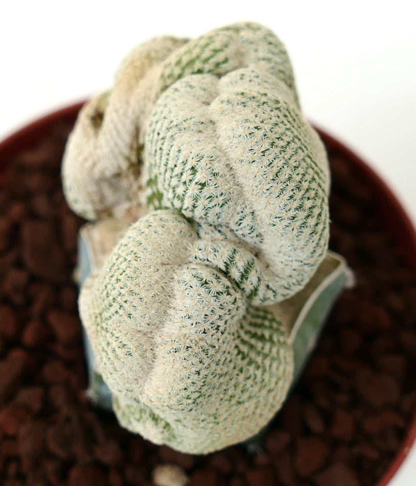 Epithelantha bokei UNUSAUL CRESTED FORM