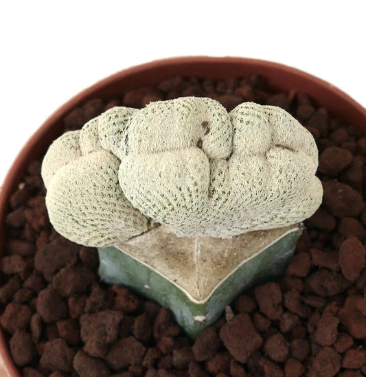 عين الجمل إبيثيلانثا بوكاي المتفاتح، صبار نادر أبيض ذو ملمس فريد، عينة نباتية داخل وعاء