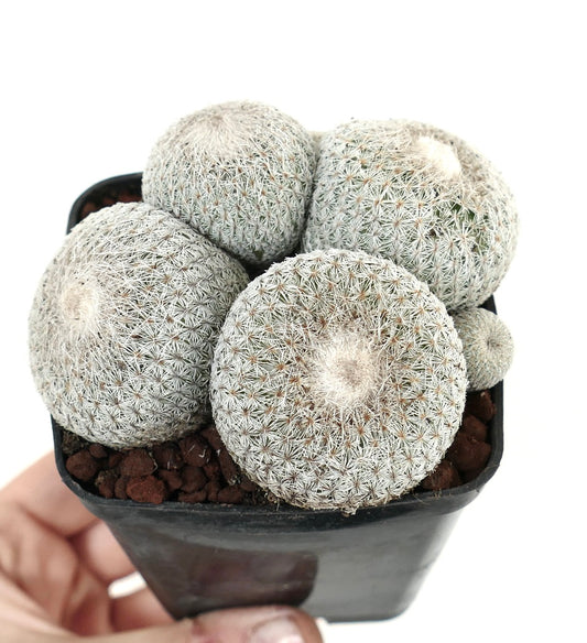 Epithelantha micromeris SELECTED MULTIHEADS CLUSTER