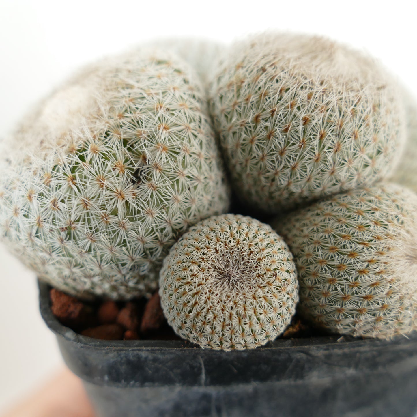 Epithelantha micromeris SELECTED MULTIHEADS CLUSTER