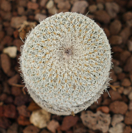 Epithelantha bokei small round cactus with dense white spines and textured surface