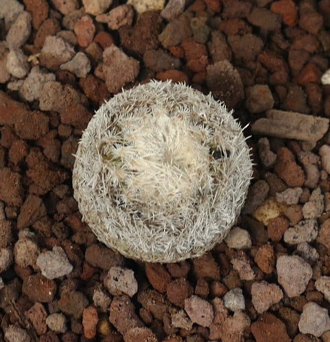 岩の多い土壌に生育する、小さく丸い多肉植物、エピテランサ・ボケイ。密集した白い棘が特徴です。