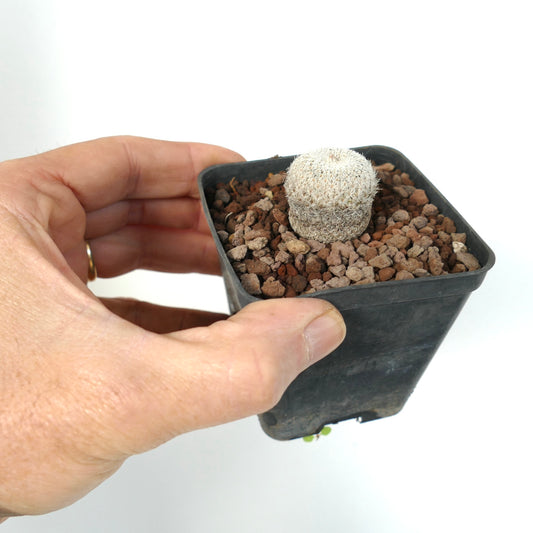 Epithelantha bokei small round cactus with dense white spines in black pot