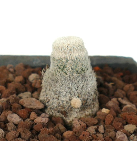 Epithelantha bokei small rare cactus with dense white spines and rounded shape in rocky soil