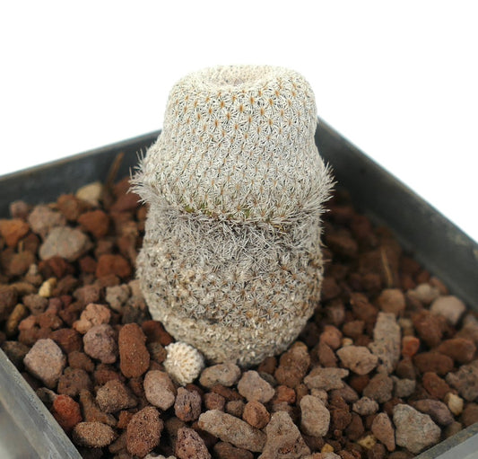 Epithelantha bokei rare cactus with dense white spines and cylindrical shape in rocky soil