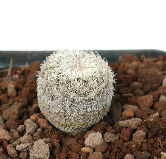 Epithelantha bokei kleine ronde cactus met dichte witte stekels in rotsachtige grond