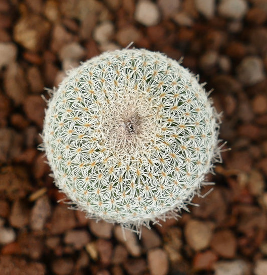 Epithelantha bokei small round cactus with dense white spines and green body