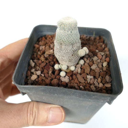 Epithelantha bokei small cylindrical cactus with dense white spines and multiple offsets in pot