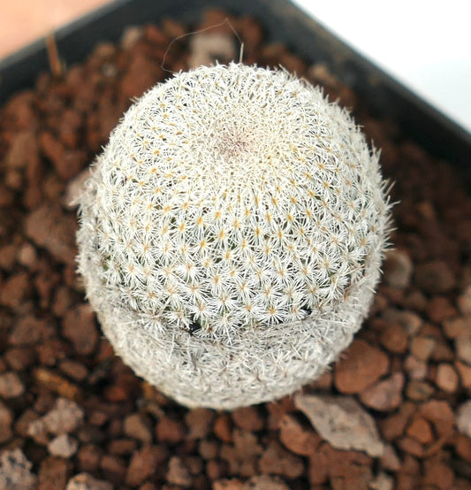 Epithelantha bokei small round cactus with dense white spines and yellow centers