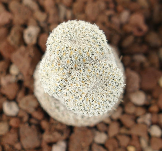 Epithelantha bokei rare small cactus with dense white spines and rounded shape