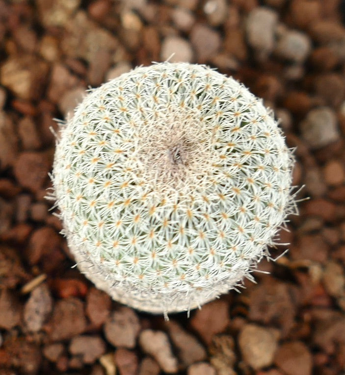 Epithelantha bokei petit cactus rond avec des épines blanches denses et une surface texturée
