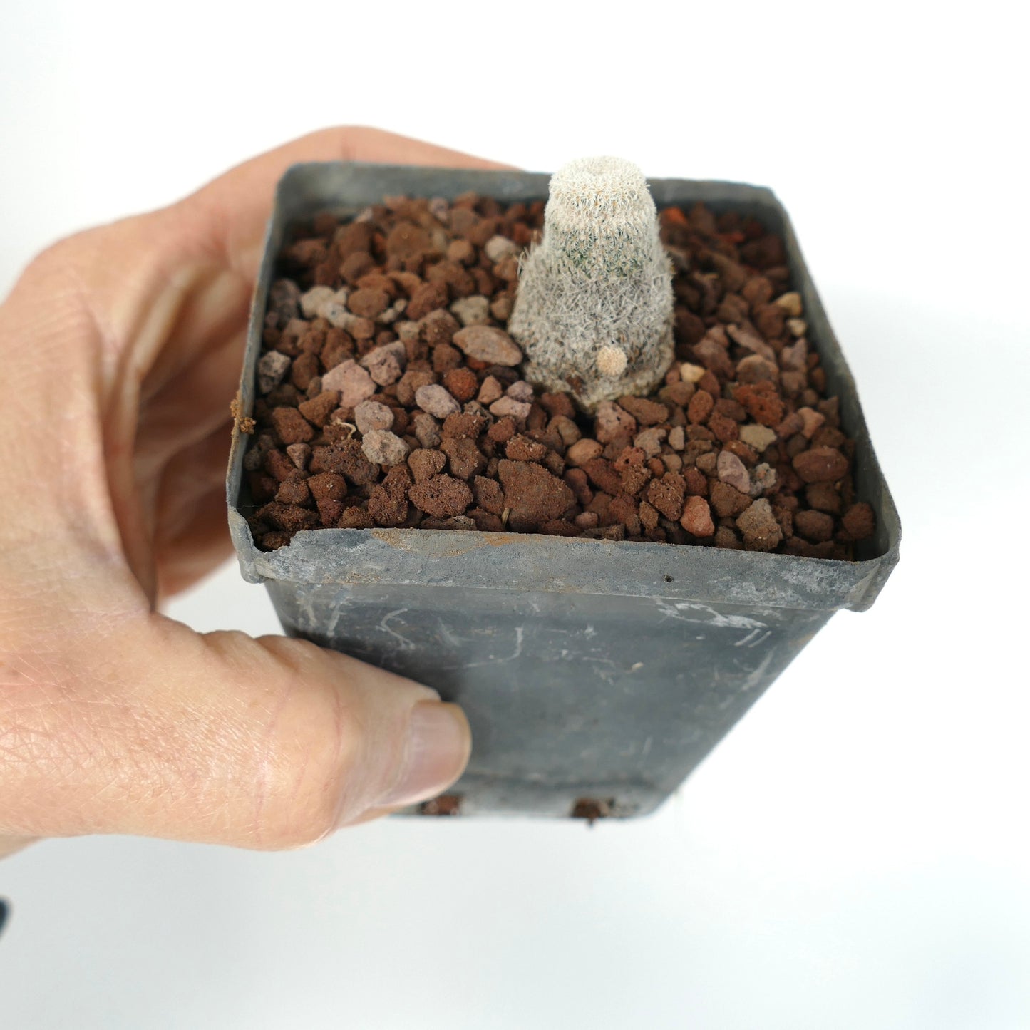 에피텔란타 보케이 작은 원통형 선인장, 촘촘한 흰 가시가 있는 검은 화분