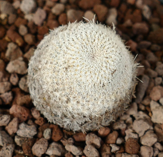Epithelantha bokei small round cactus with dense white spines on rocky soil