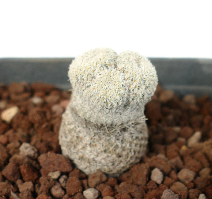 Epithelantha bokei raro cactus pequeño con espinas blancas, tallos redondeados agrupados en tierra