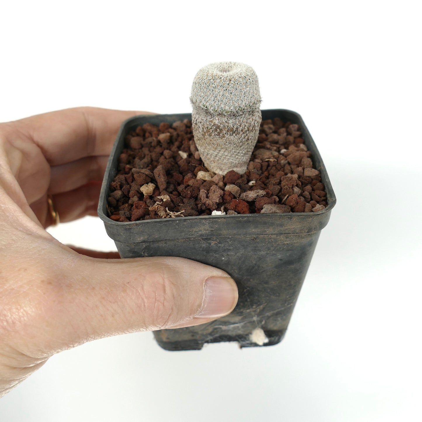 Epithelantha bokei pequeño cactus raro con espinas blancas densas en maceta negra sostenida por una mano