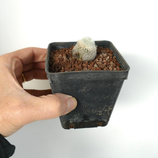 Epithelantha bokei small round cactus with dense white spines in black pot