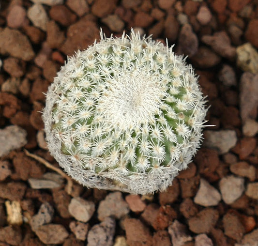 Epithelantha bokei small round cactus with dense white spines and green body on rocky soil