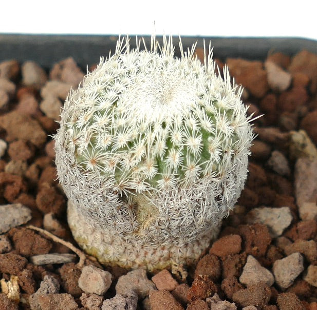 Epithelantha bokei kleine ronde cactus met dichte witte stekels en groen lichaam