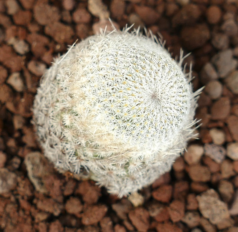 Epithelantha bokei pequeño cactus redondo con espinas blancas densas y superficie texturizada