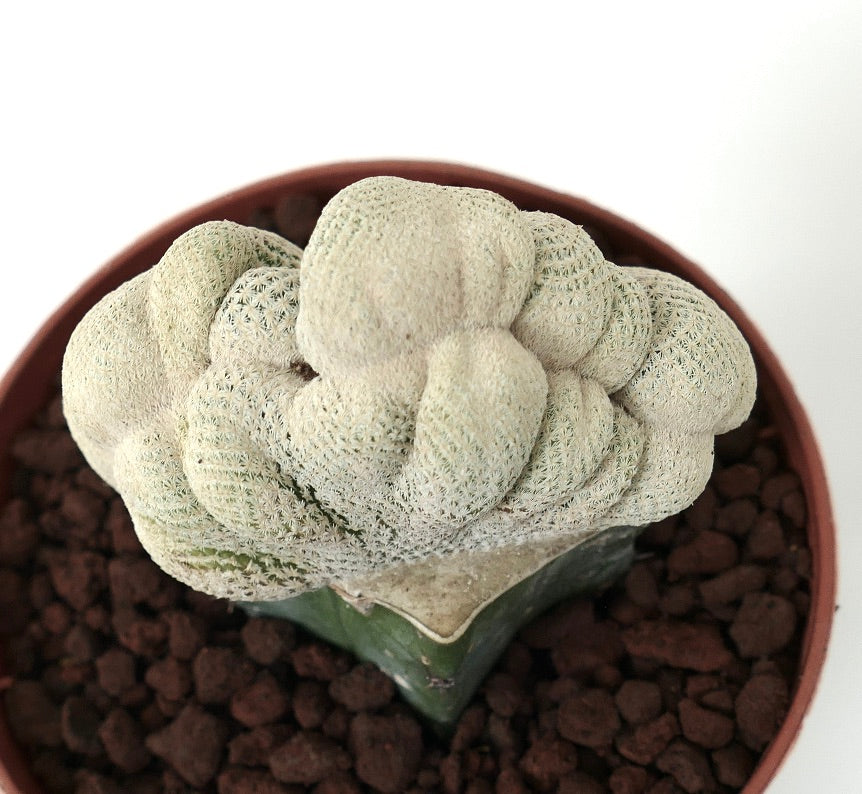 Epithelantha bokei SUPER EXTRA WHITE CRESTED