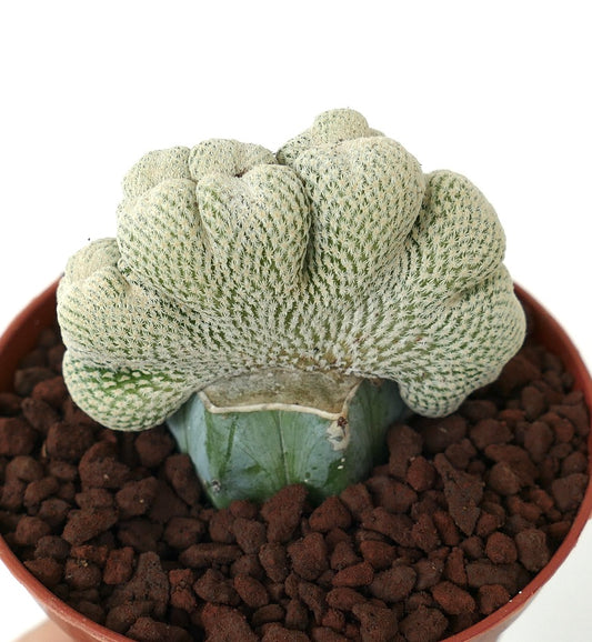 Epithelantha micromeris LARGE SIZE CRESTED