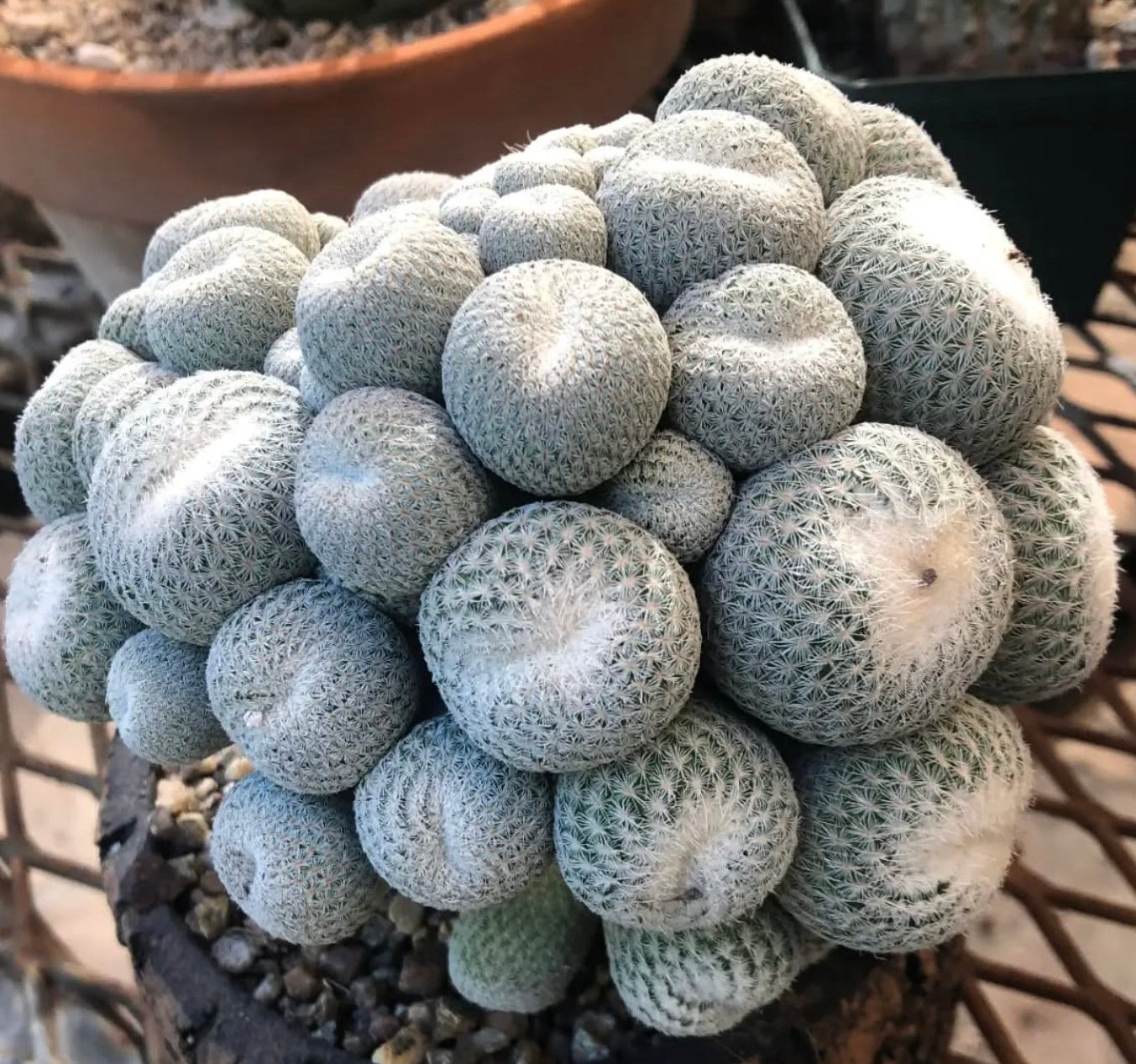 Epithelantha micromeris klynge av små runde kaktuser med tette hvite pigger og ullaktige topper