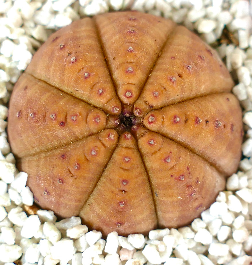 Euporbia obesa succulent with rounded segmented orange body and small areoles on white gravel