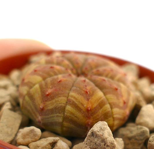 Epuhorbia obesa succulent cactus with striped pattern and small red spines in pot