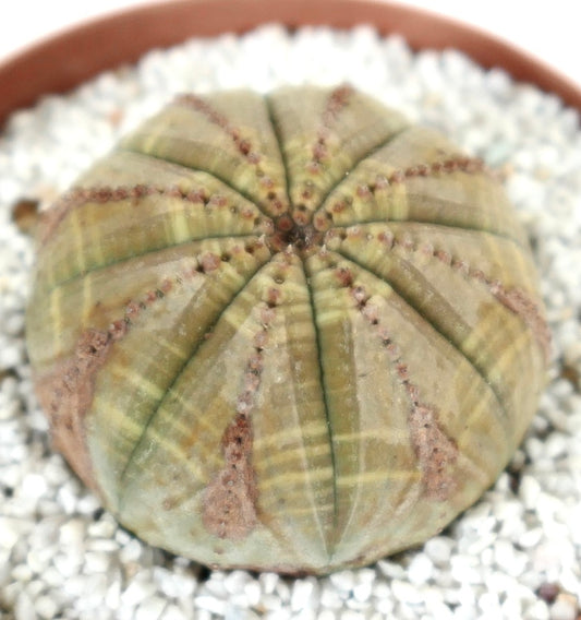 Euporbia obesa succulent cactus with rounded ribbed body and subtle green-grey tones