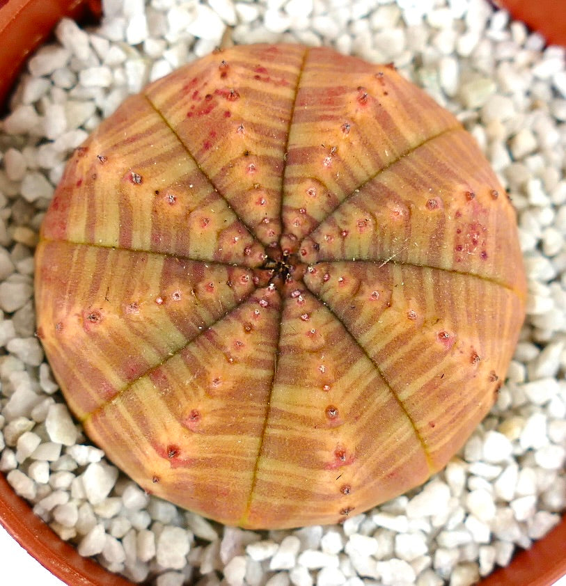 Euporbia obesa rare succulent with round ribbed body and orange striped pattern