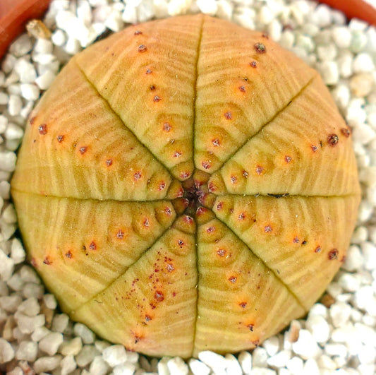 Euporbia obesa succulent cactus with rounded segmented body and small brown areoles