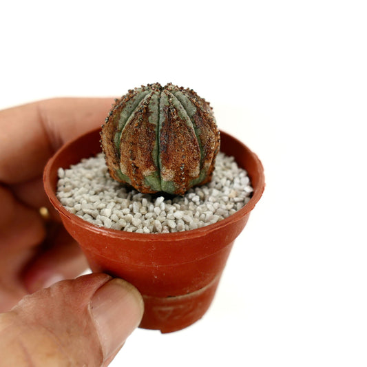 Euporbia obesa kleine Sukkulente mit abgerundeten Rippen und braunen strukturierten Zeichnungen im Topf