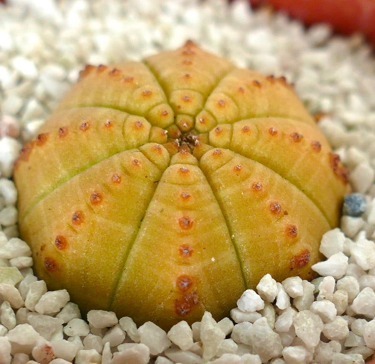 Euporbia obesa succulent cactus with rounded yellow body and small brown areoles